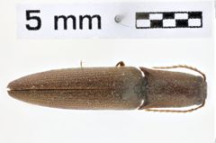 Foto (Dorsalansicht) von Aphanobius seclusoides (NHMW-ZOO-COL-0011106)